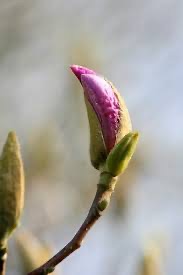 A Thin Layer of Compost.